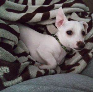 Meet your Posher, Shannon